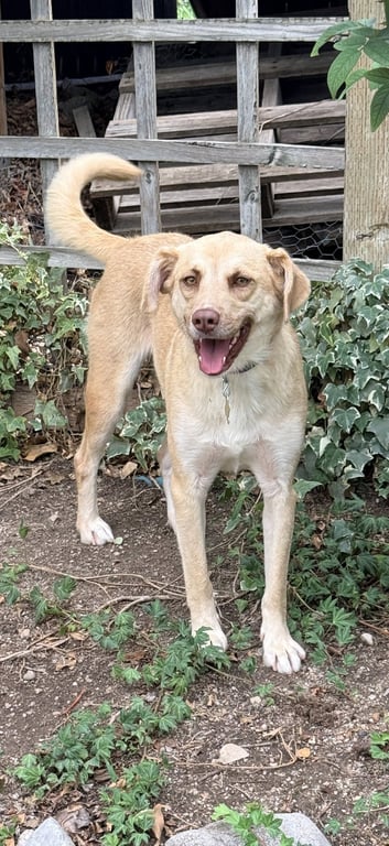 Baby Blondie Image