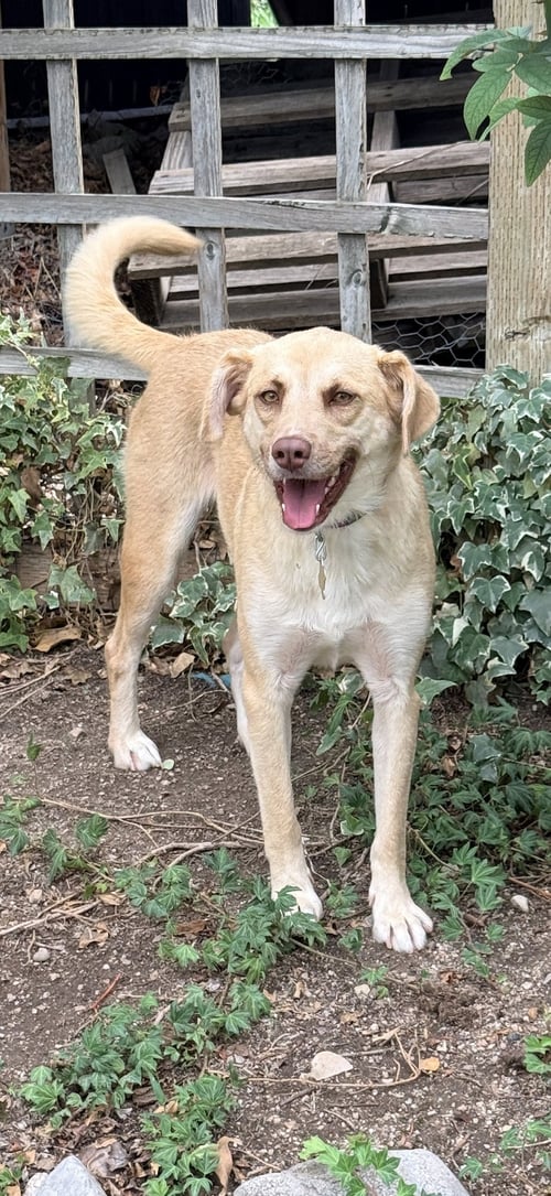 BABY BLONDIE - Labrador Retriever available for adoption