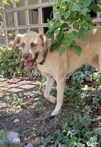 Baby Blondie - Photo 10