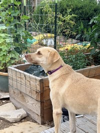 Baby Blondie - Photo 12