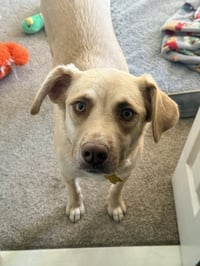 Baby Blondie - Photo 6
