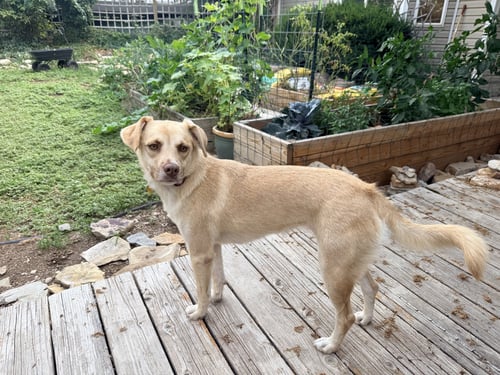 BABY BLONDIE - Labrador Retriever available for adoption