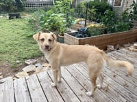 Baby Blondie - Photo 11