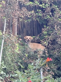 Baby Blondie - Photo 4