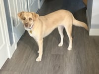 Baby Blondie - Photo 8