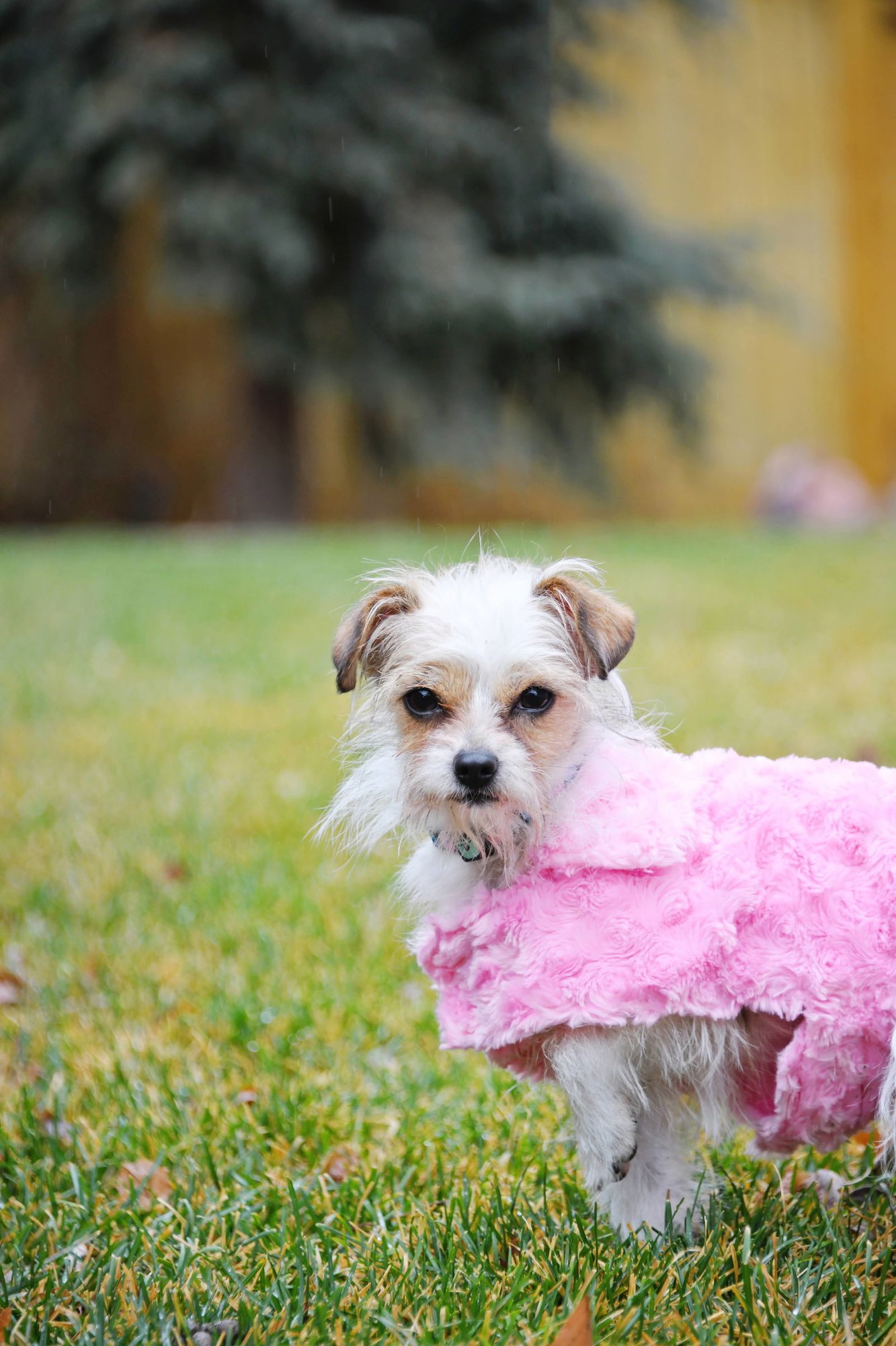 STELLE BABY - Yorkshire Terrier Yorkie available for adoption