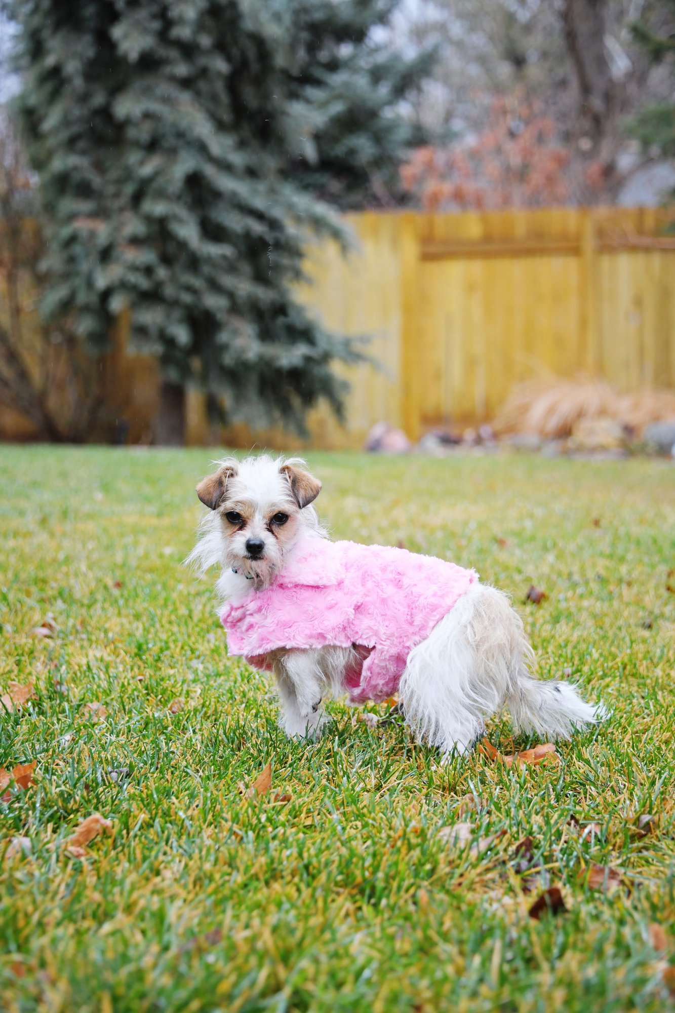 STELLE BABY - Yorkshire Terrier Yorkie available for adoption