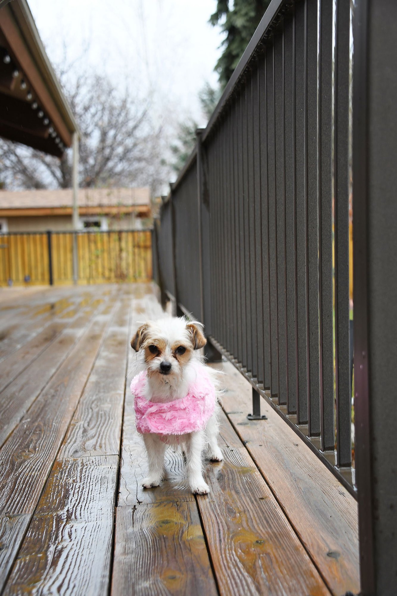 Stelle Baby - Photo 4