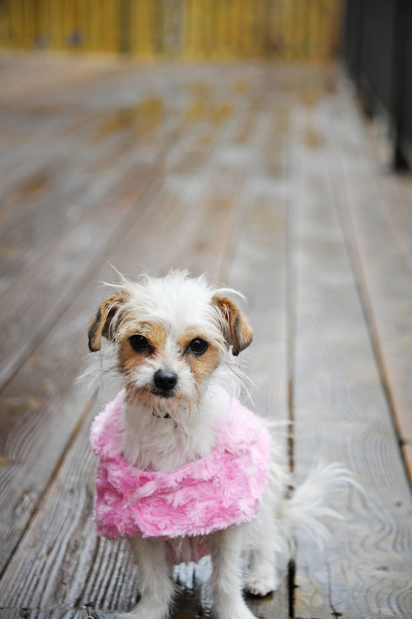 Stelle Baby - Photo 5