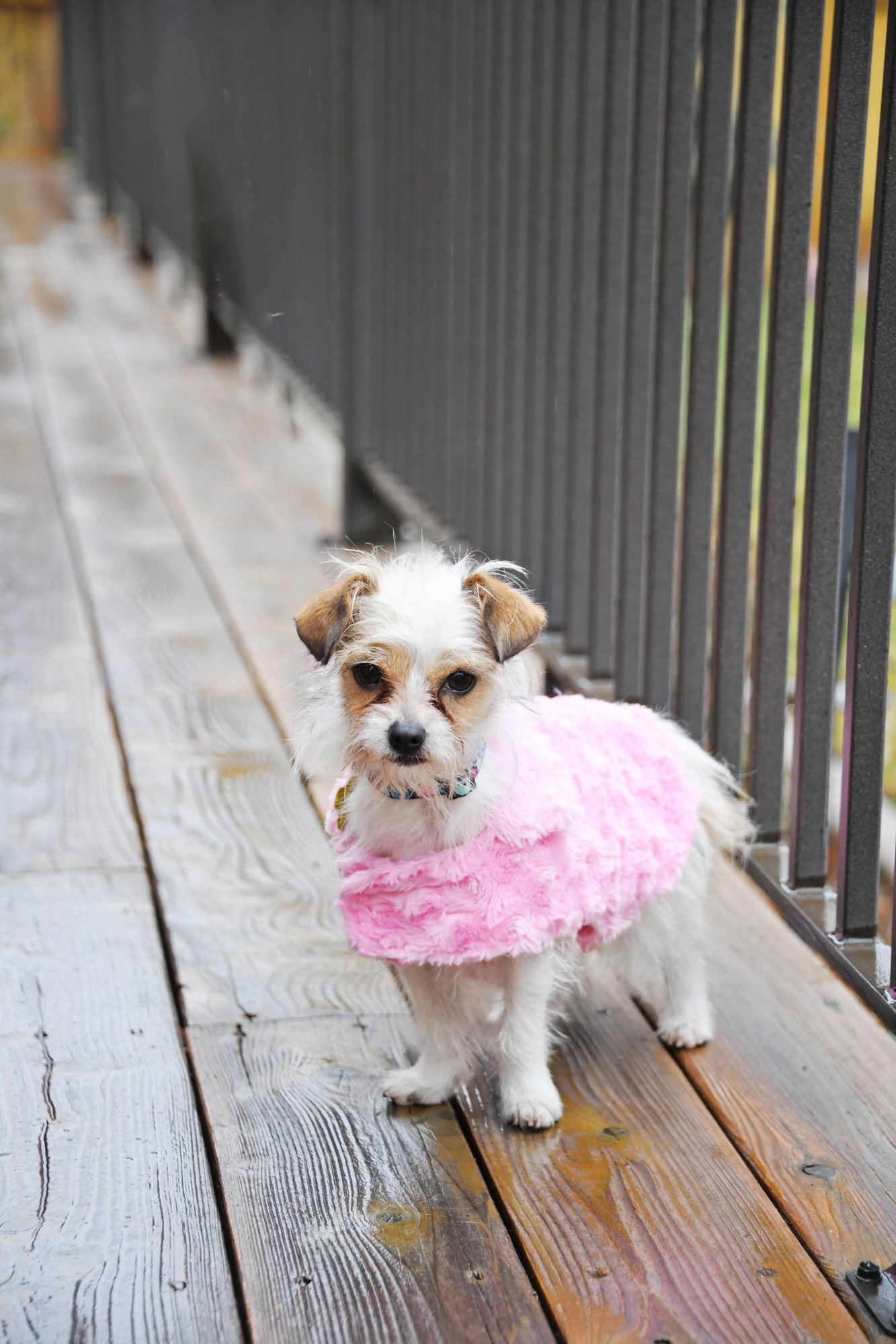 Stelle Baby - Photo 7