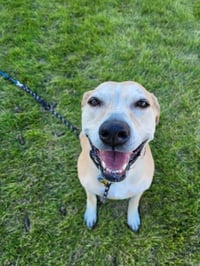 Dreamy - Photo 2