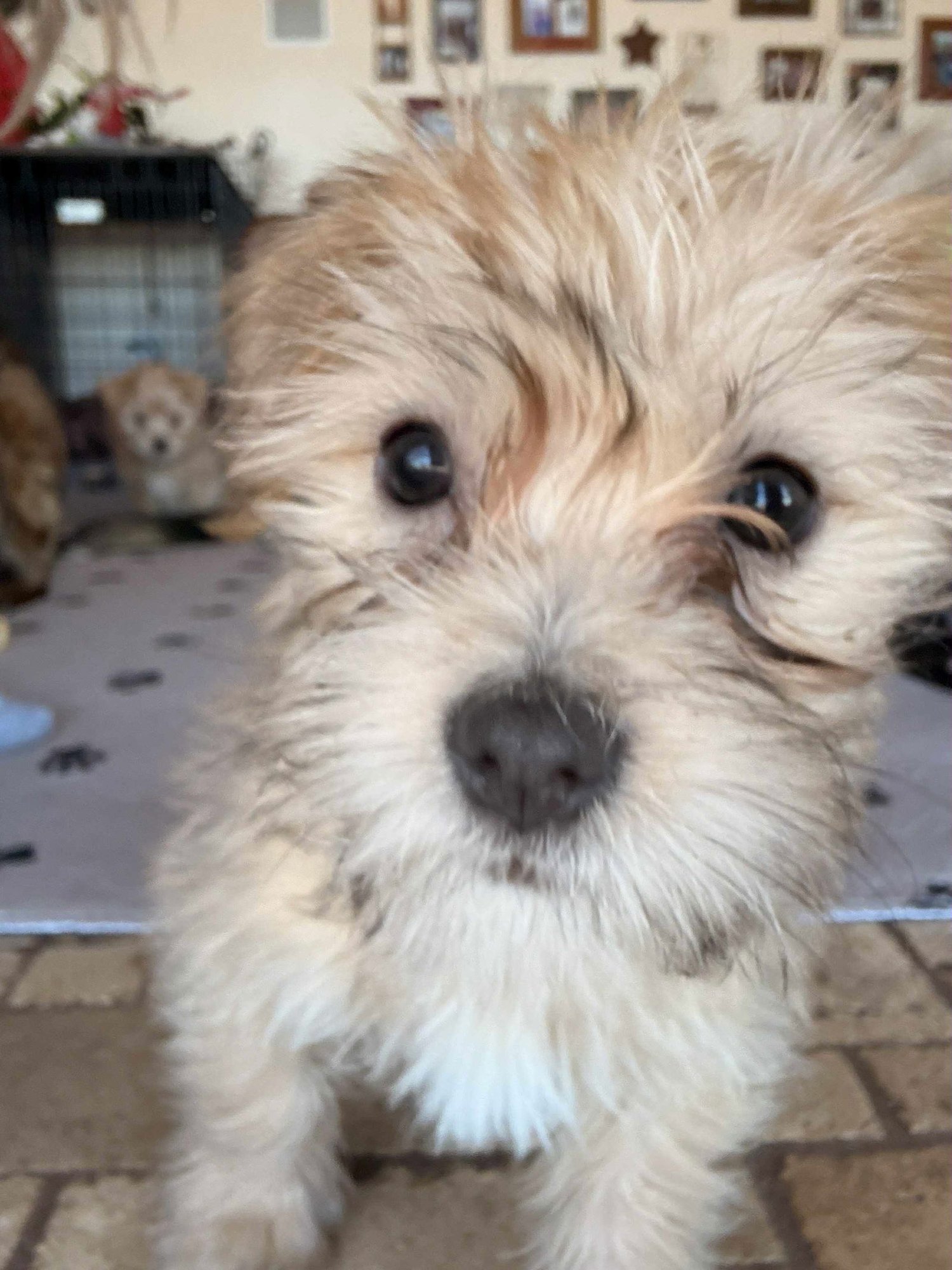 ROCK'N - Shih Tzu available for adoption