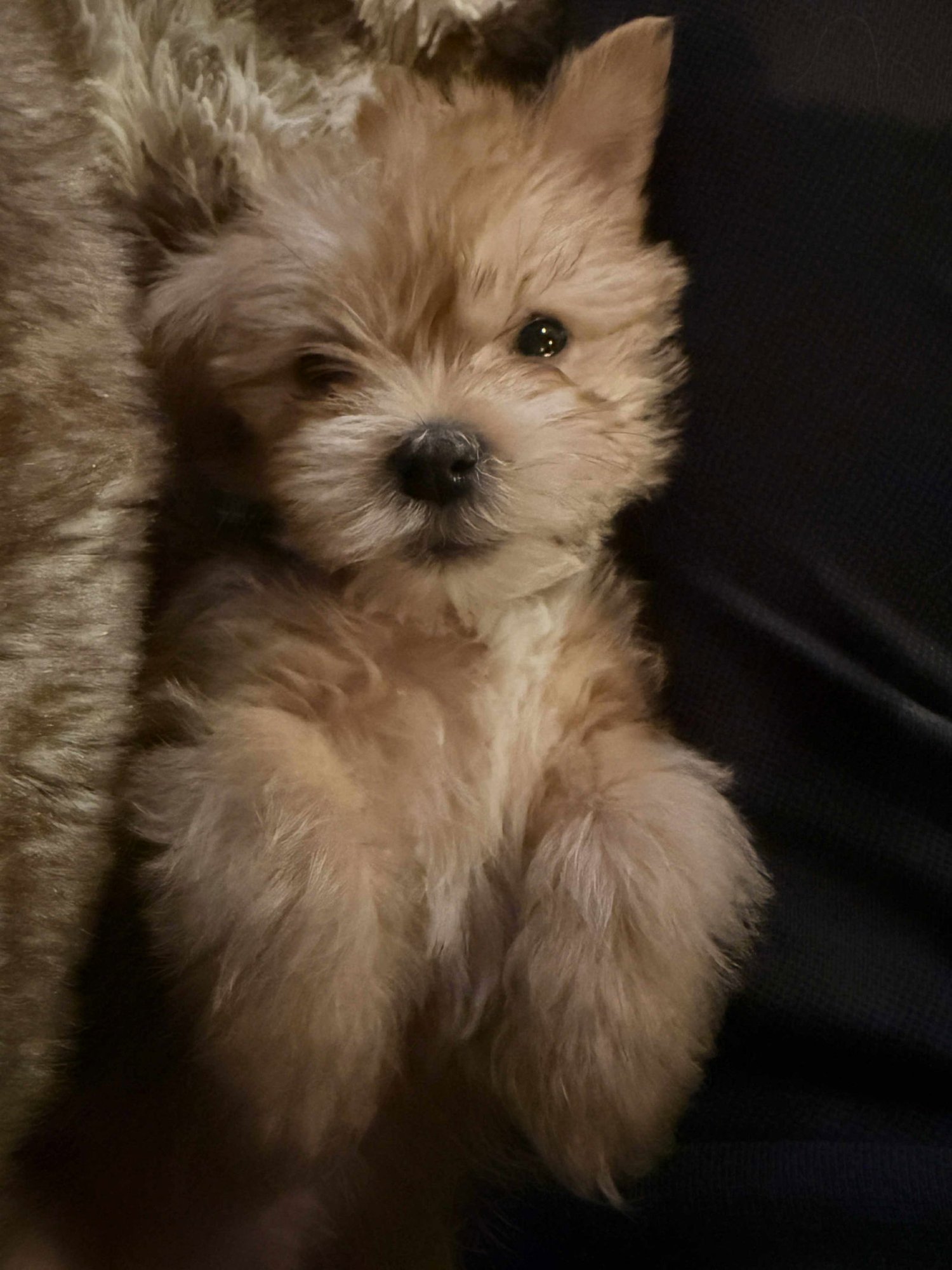 ROCK'N - Shih Tzu available for adoption