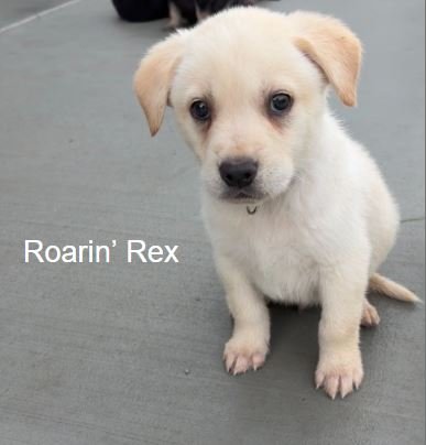 Roaring Rex Image
