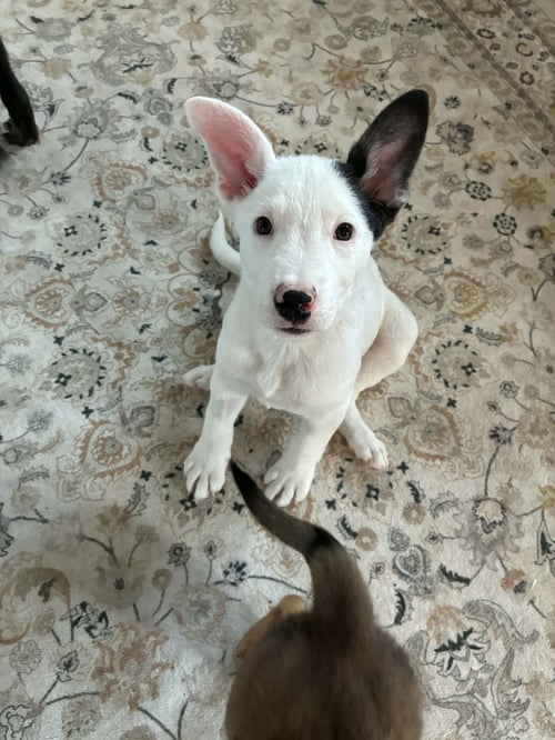 EVERESTT - Shepherd for adoption in West Jordan