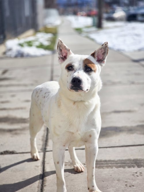 BINDO - Cattle Dog / Pit Bull Terrier available for adoption