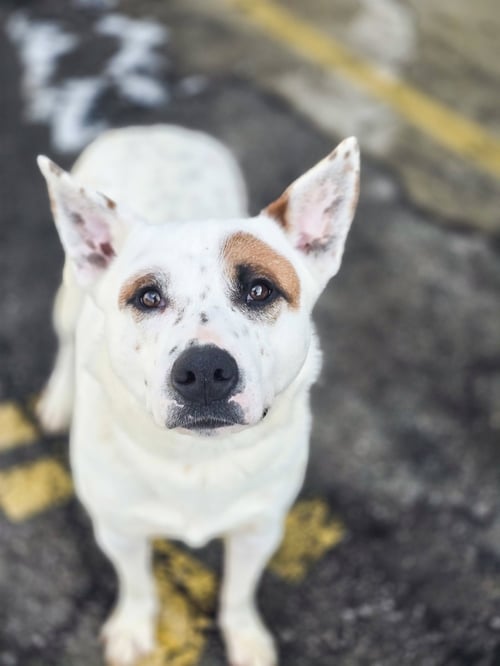 BINDO - Cattle Dog / Pit Bull Terrier available for adoption