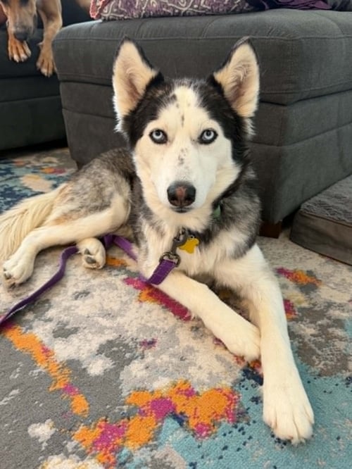 DOLLY PARTON - Husky available for adoption