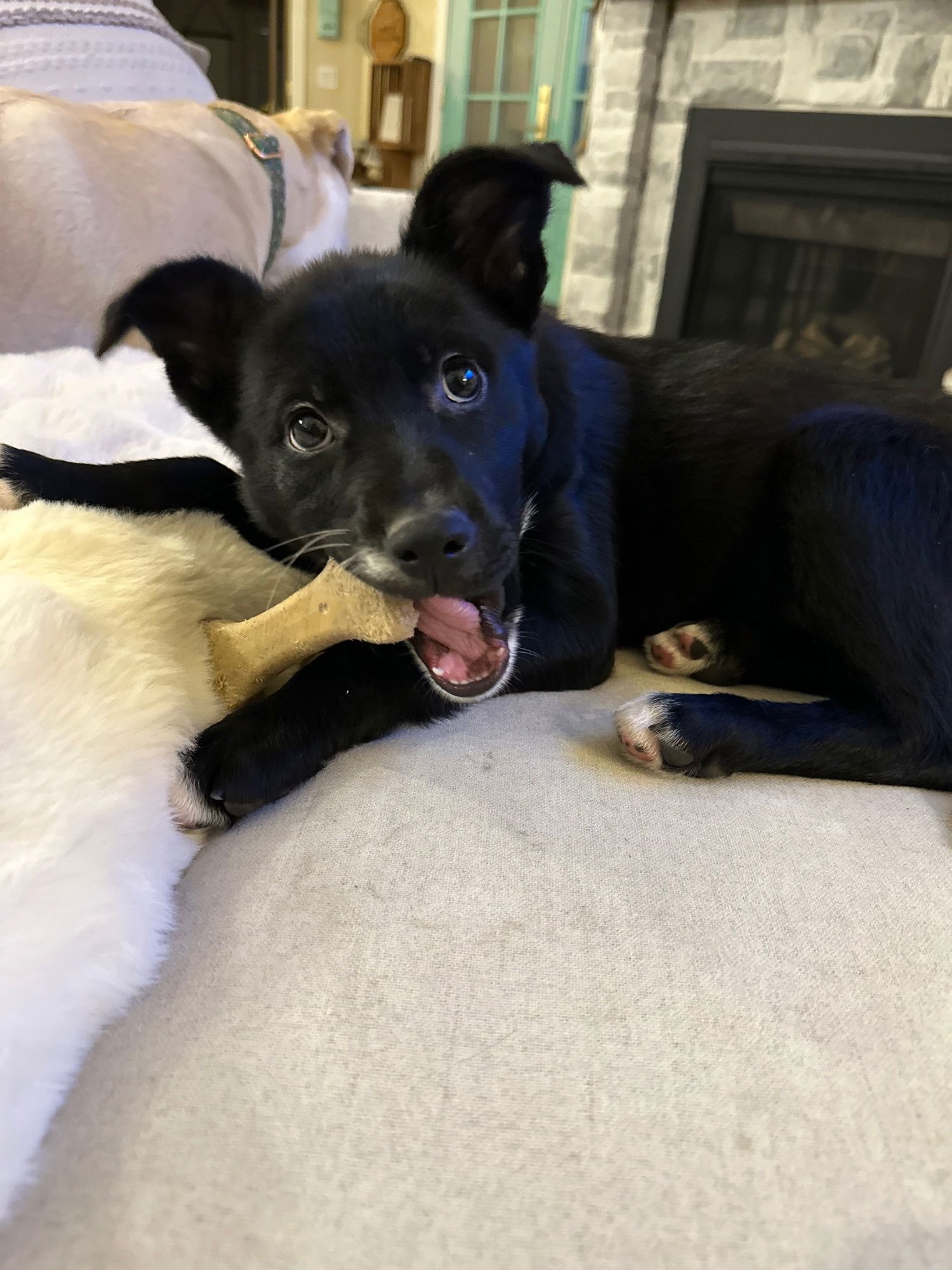 ALLEE - Labrador Retriever available for adoption