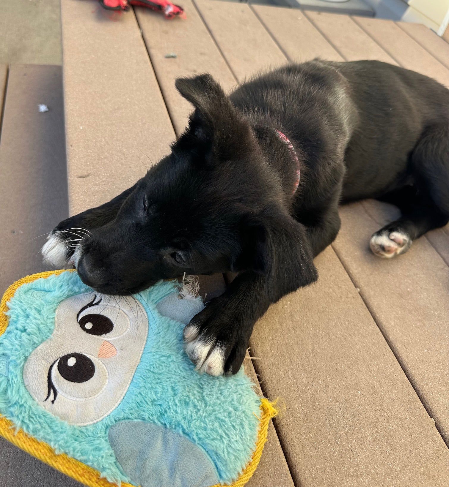 ALLEE - Labrador Retriever available for adoption