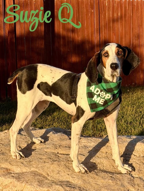 SUZIE Q - Treeing Walker Coonhound available for adoption