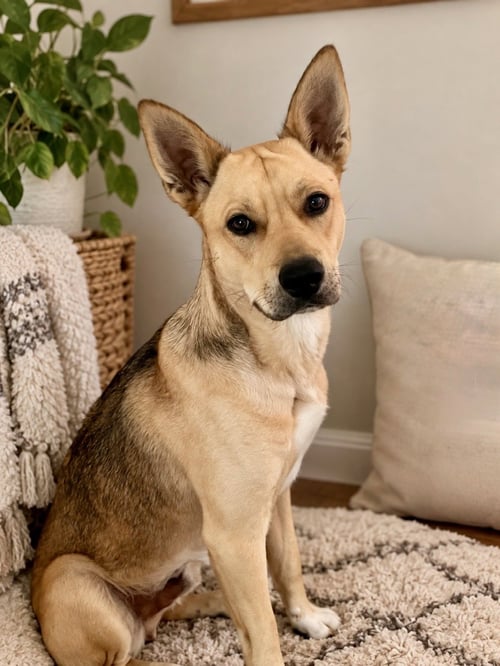 MORTEY - Husky / Rhodesian Ridgeback available for adoption