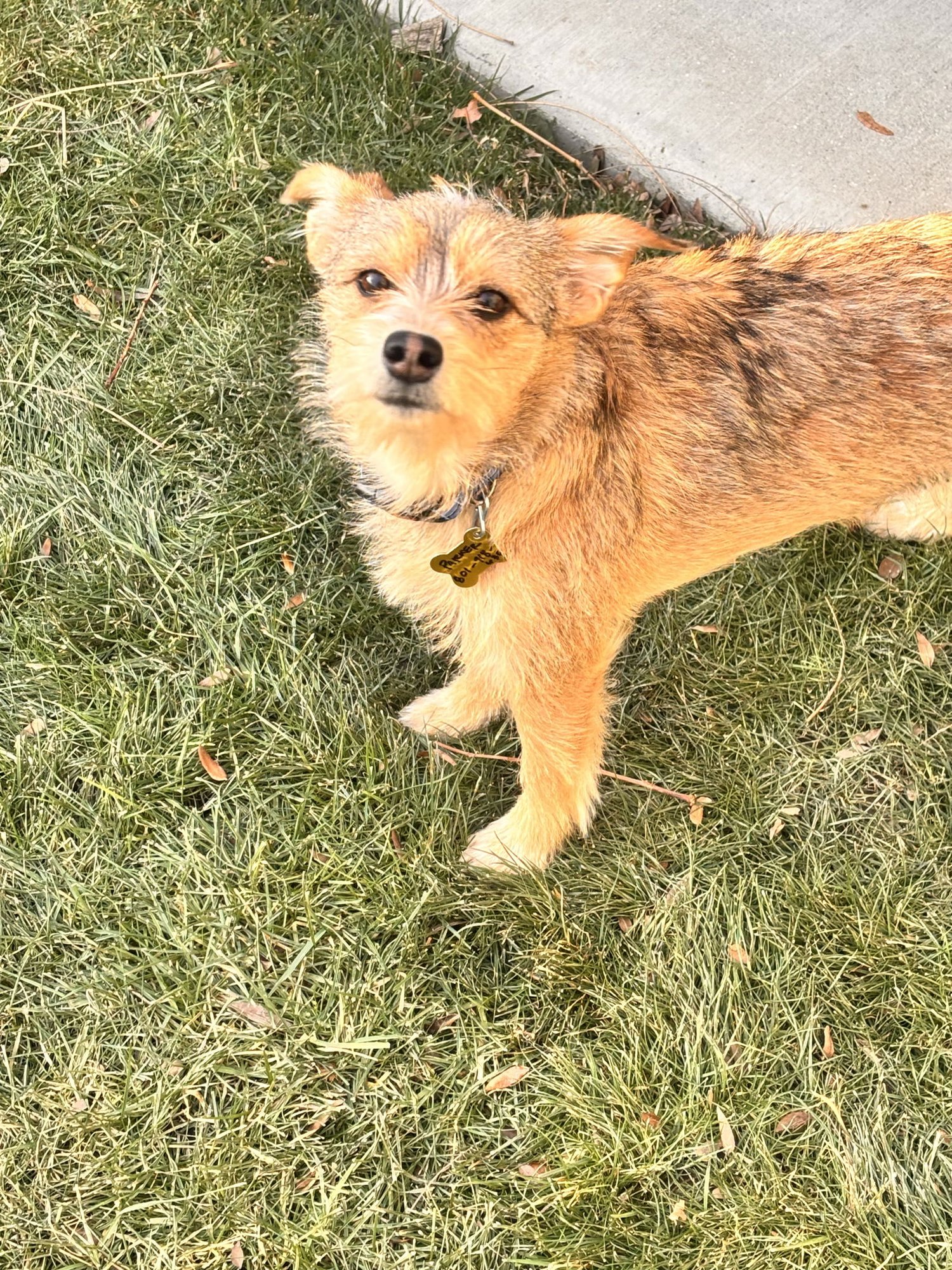 SPAGHETTI BOLOGNESE - Chihuahua available for adoption