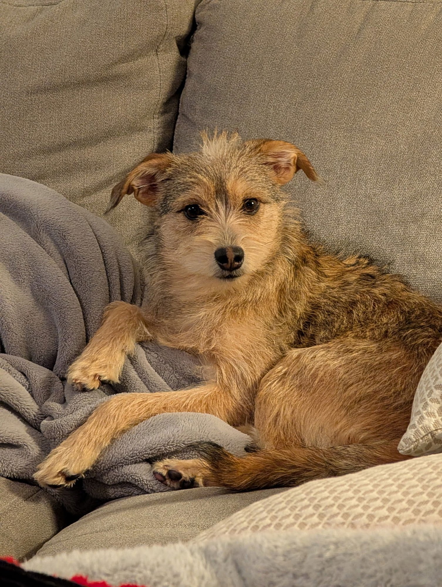 SPAGHETTI BOLOGNESE - Chihuahua available for adoption