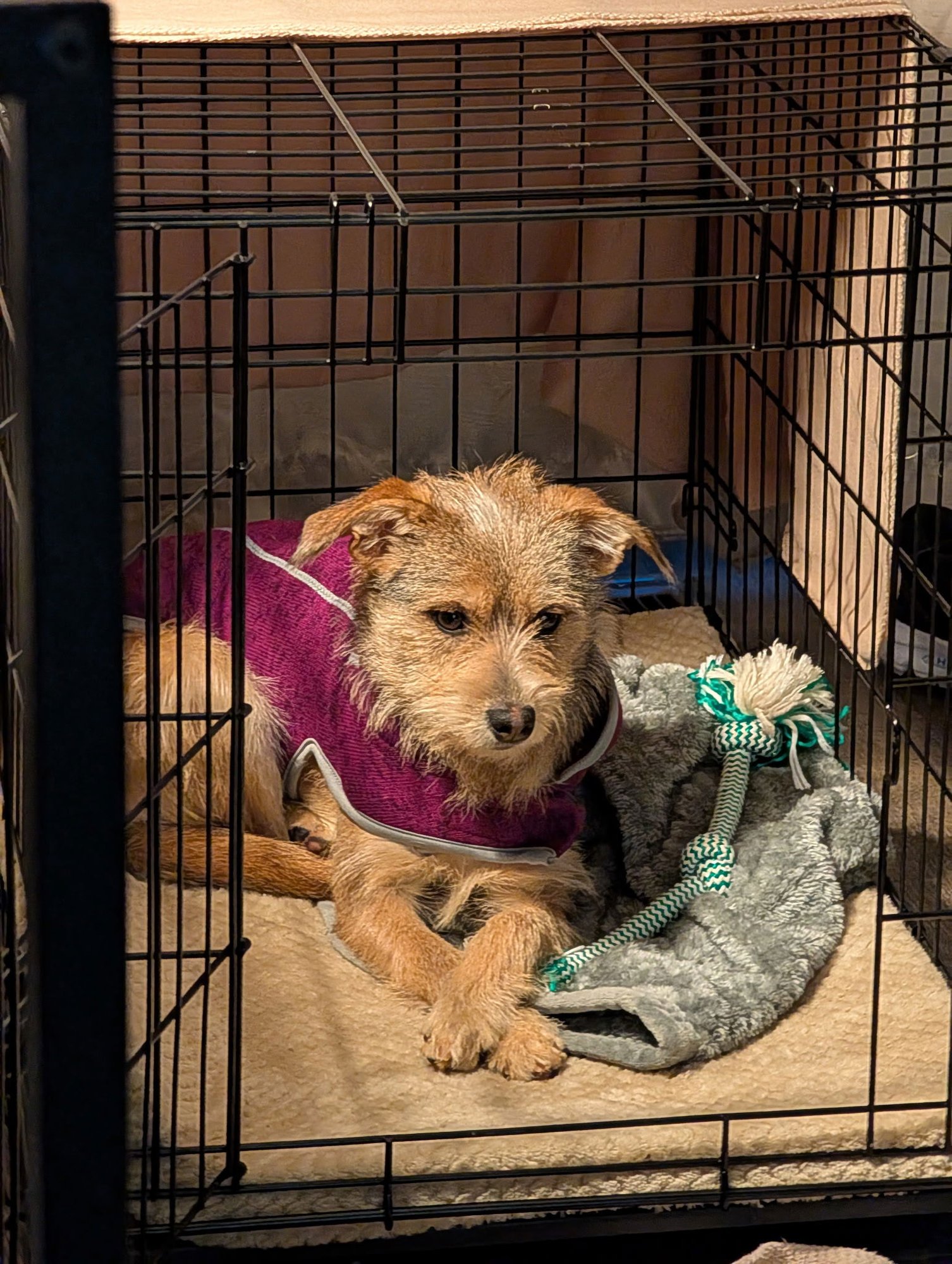 Spaghetti Bolognese - Photo 3