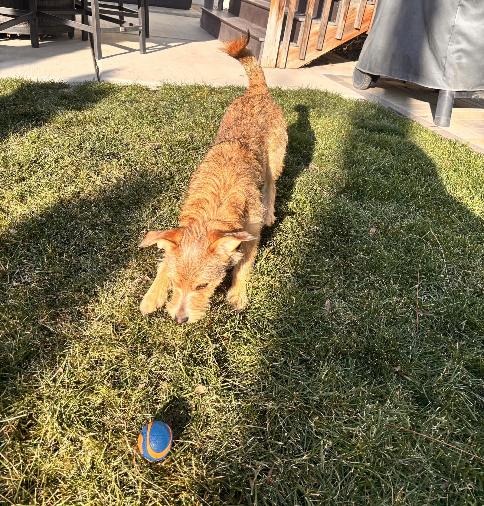 Spaghetti Bolognese - Photo 4