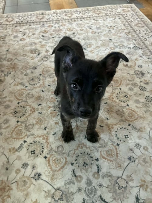 HAWTHORN - Shepherd for adoption in West Jordan