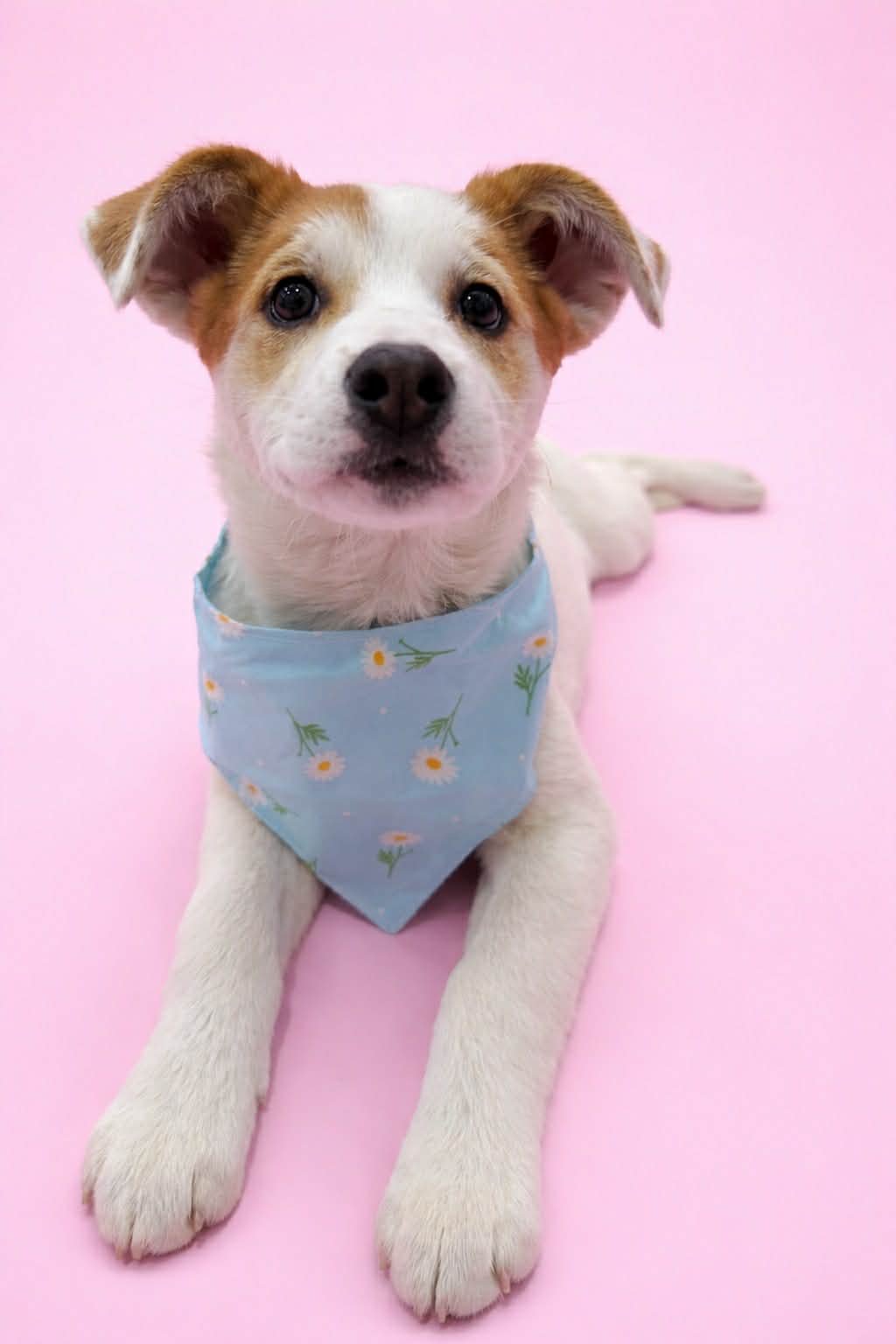 PIPPS - Cattle Dog available for adoption