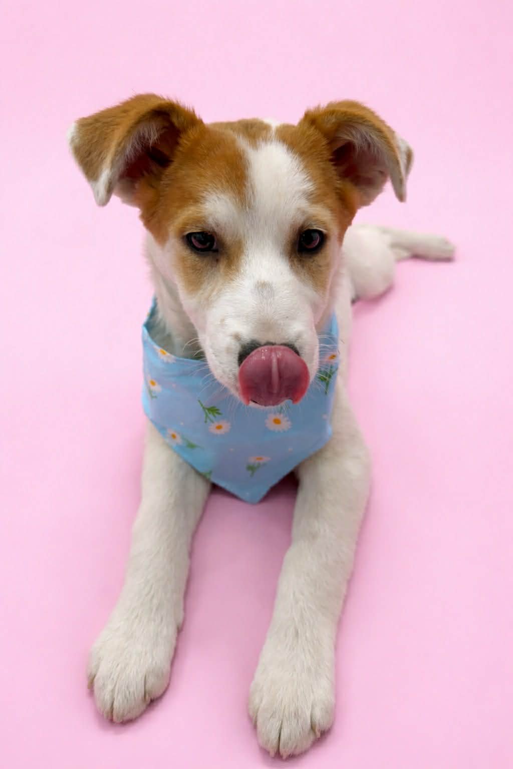 PIPPS - Cattle Dog available for adoption