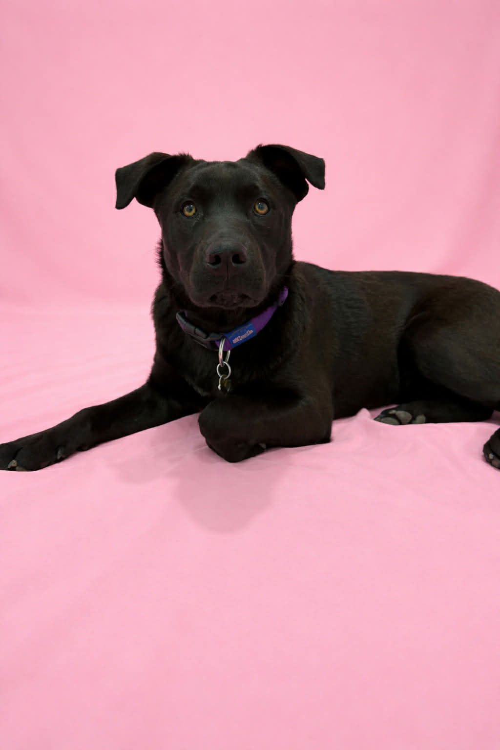 CAMI - Labrador Retriever available for adoption