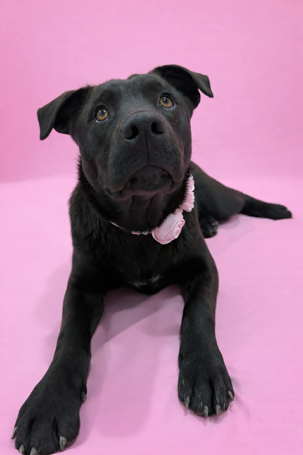 CAMI - Labrador Retriever available for adoption
