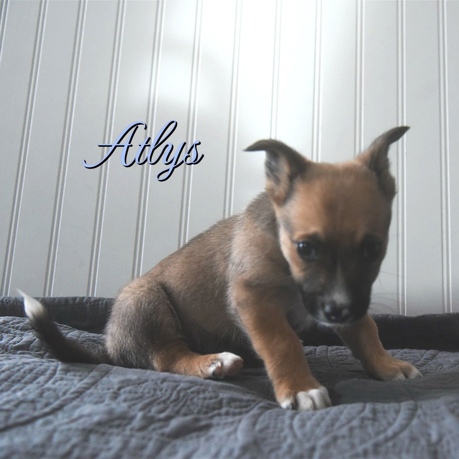ATLYS - Corgi / Australian Cattle Dog/Blue Heeler available for adoption