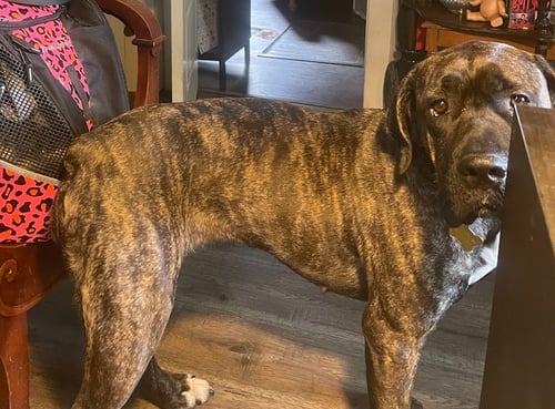 FREYA NJÖRDSDOTTIR - Mastiff available for adoption