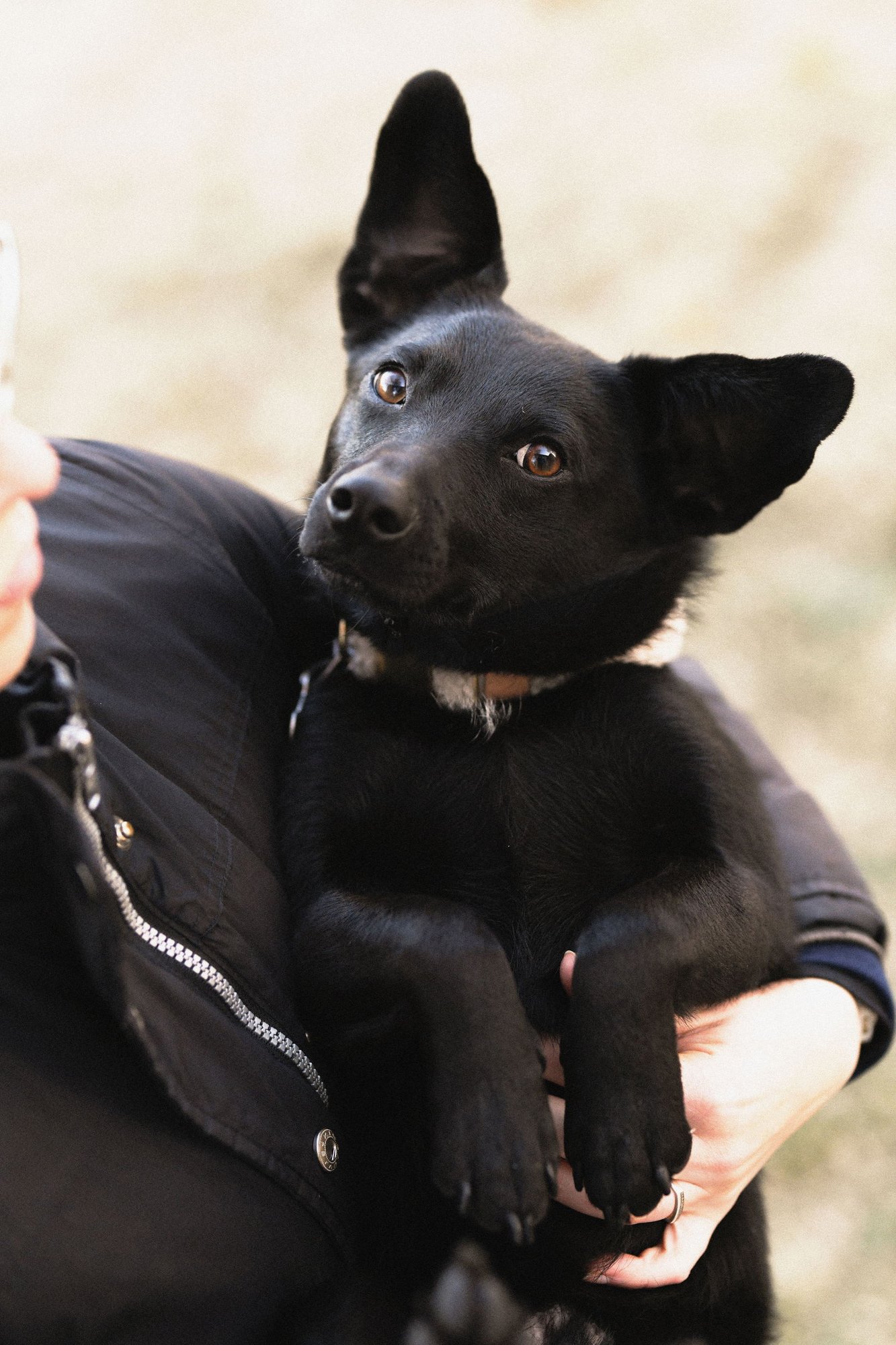 FLAVIO - Chihuahua / Dachshund available for adoption