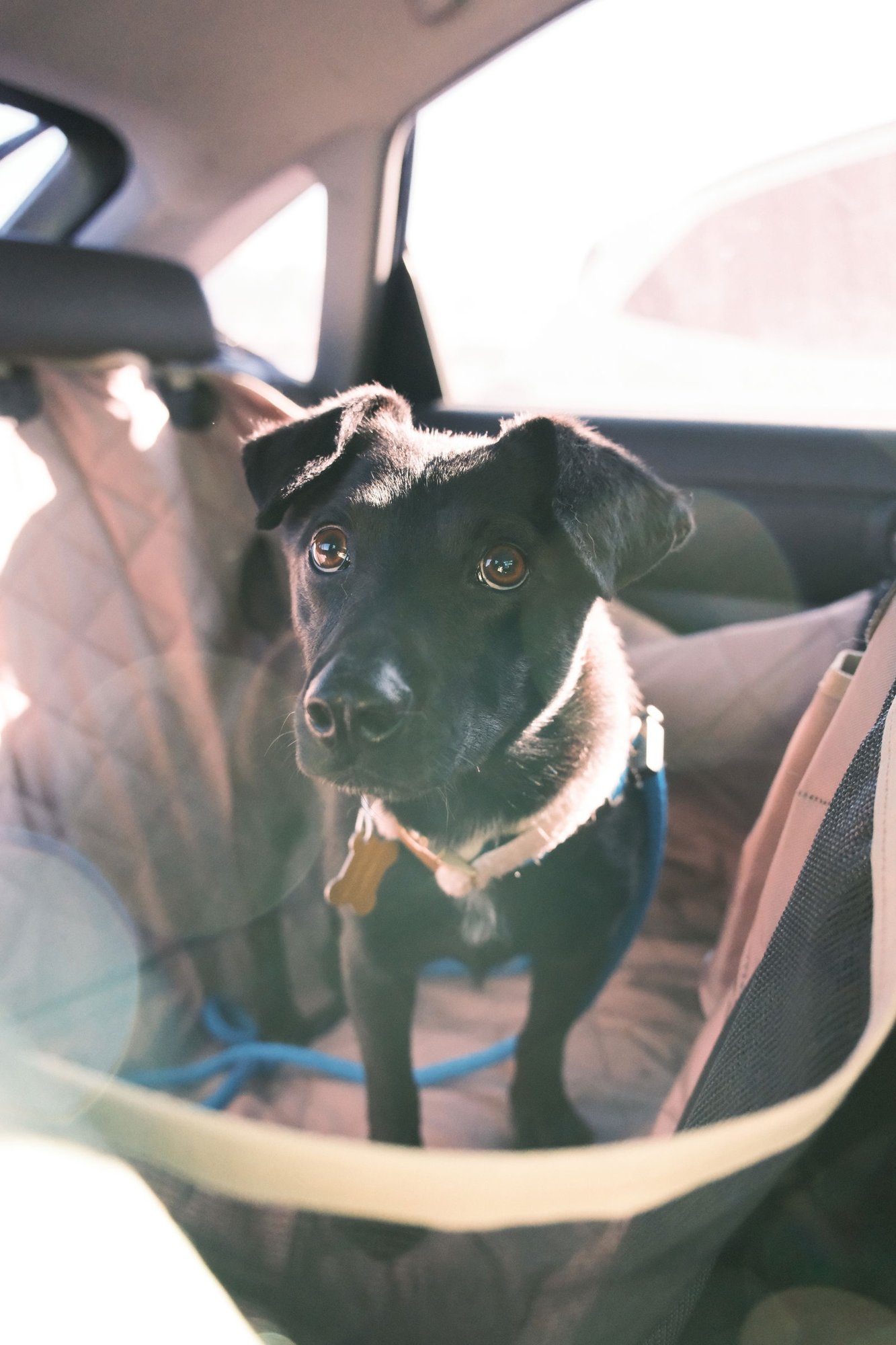 FLAVIO - Chihuahua / Dachshund available for adoption