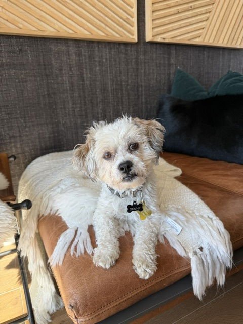 DENNY - Maltese / Poodle (unknown type) available for adoption