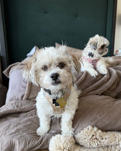 DENNY - Maltese / Poodle (unknown type) available for adoption