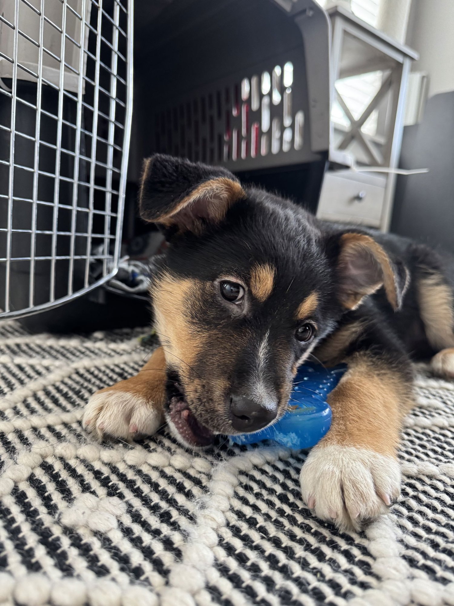 DURZI - German Shepherd Dog available for adoption