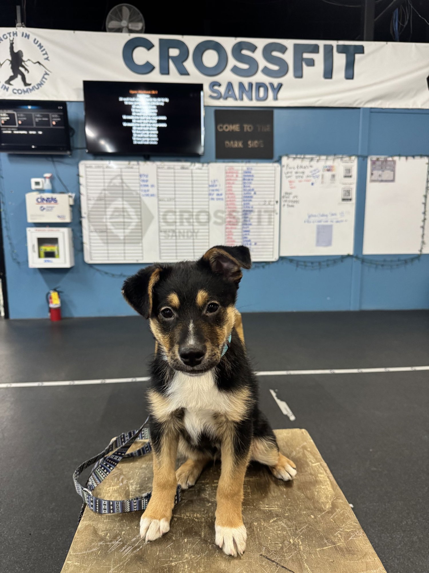 DURZI - German Shepherd Dog available for adoption