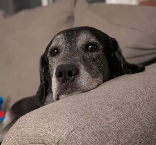 BIG BOY BOSTON - Labrador Retriever available for adoption