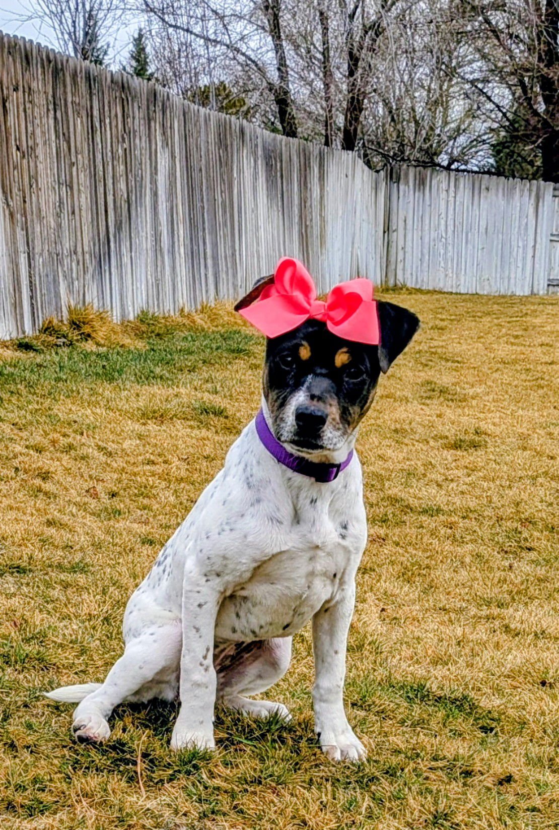 LUCY LOU - Cattle Dog available for adoption