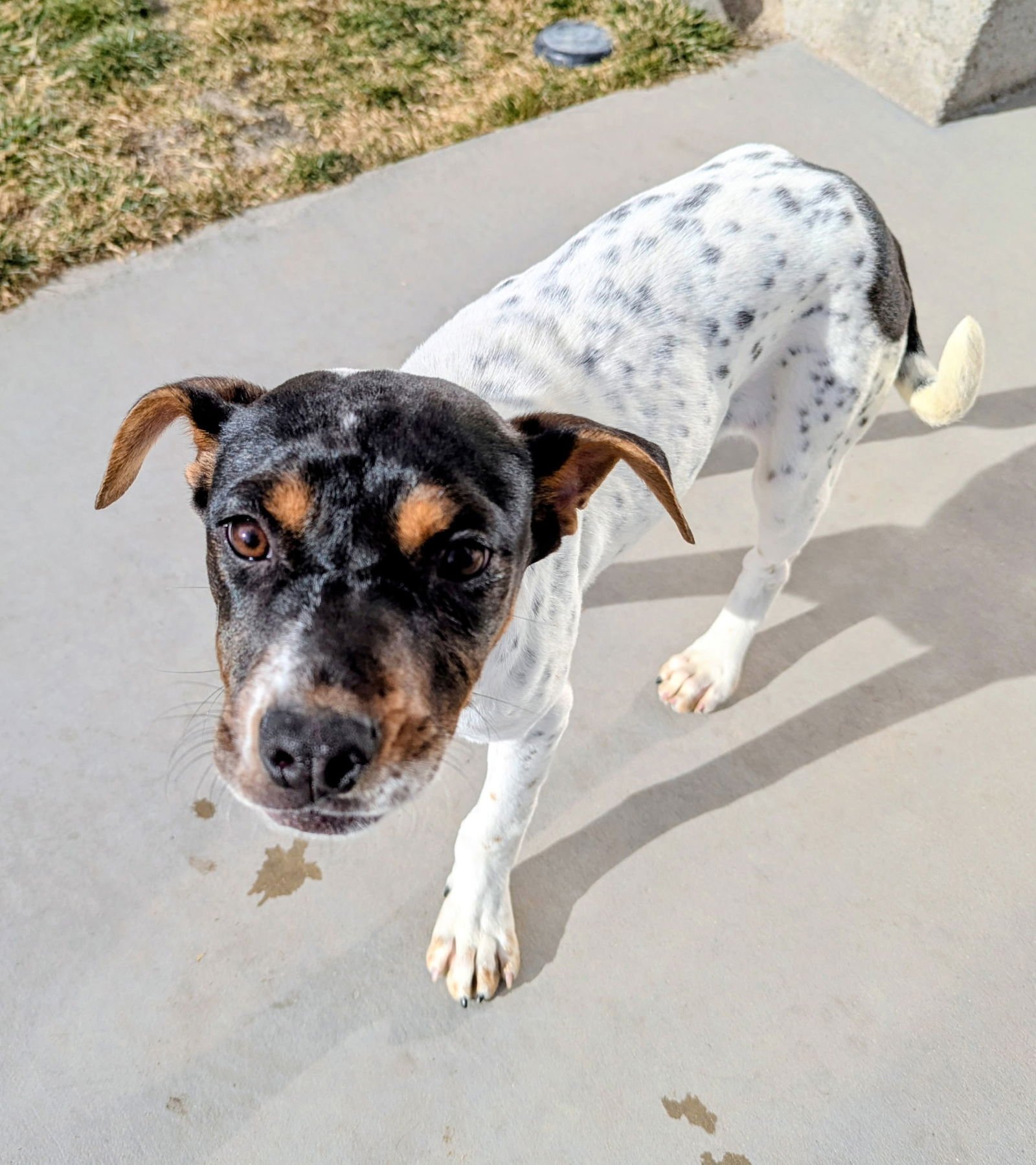 LUCY LOU - Cattle Dog available for adoption