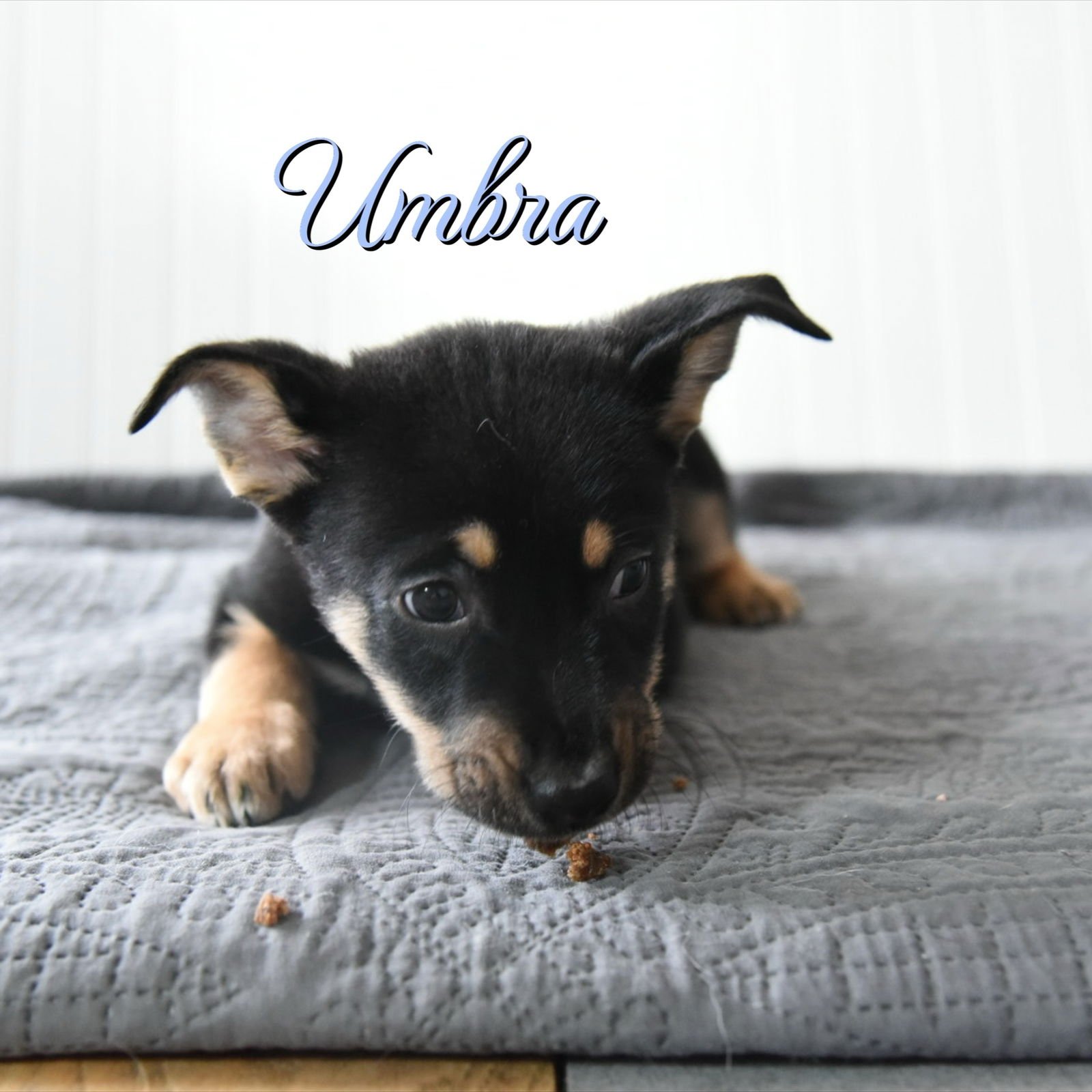 UMBRA - Corgi / Australian Cattle Dog/Blue Heeler available for adoption