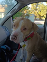 Duncan Doggie - Photo 7