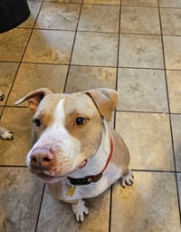 Duncan Doggie - Photo 1