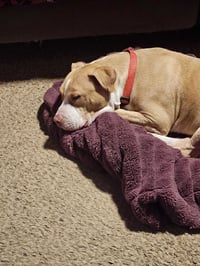 Duncan Doggie - Photo 3